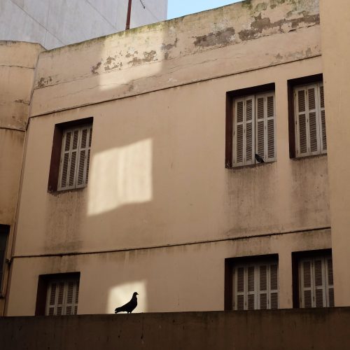 Pigeon on wall Casablanca